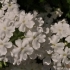 Verbena cultivars 'White'